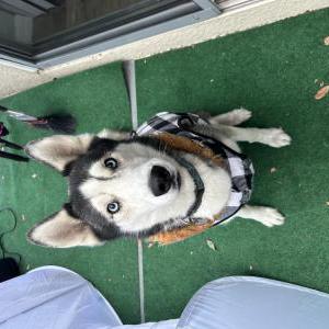 Image of Aegon, Lost Dog