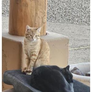 Image of Tiger, Lost Cat