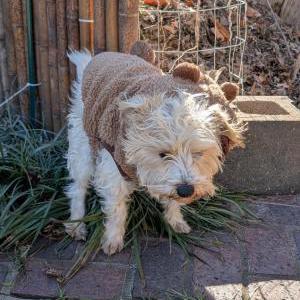 Found Dog Unkniwn