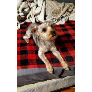 Found Dog Unknown