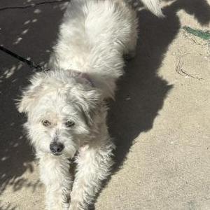 Found Dog Unknown