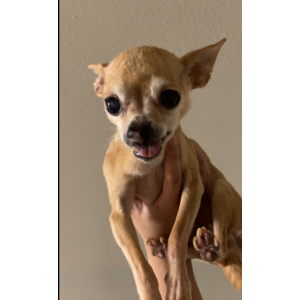 Lost Dog Winnie