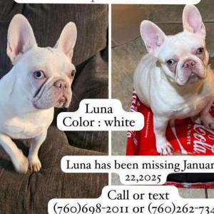 Image of Luna, Lost Dog