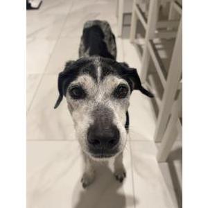 Image of Bo, Lost Dog