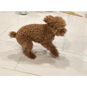 Lost Dog Mia