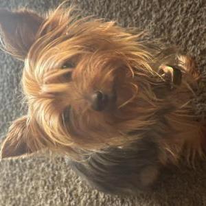 Lost Dog Cutie