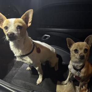 Image of Unknown, Found Dog