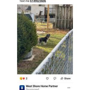 Image of Werner, Lost Dog