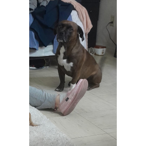 Lost Dog Dracco