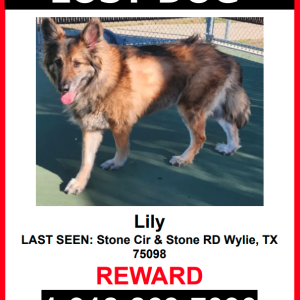Lost Dog Lilly