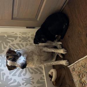 Found Dog Unknowm
