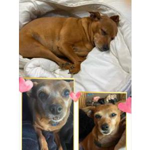 Lost Dog Archie