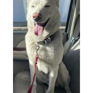 Found Dog Unknown