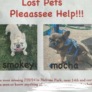Lost Dog smokey