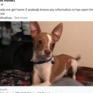 Image of Beaner, Lost Dog