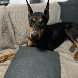 Lost Dog Have you seen me ?