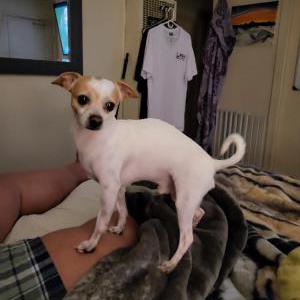 Lost Dog Papacitos