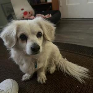 Lost Dog Luna