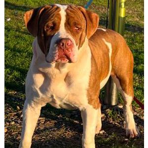 Lost Dog Rocko