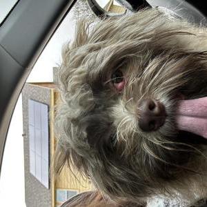 Found Dog Unknown