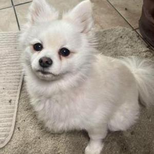 Lost Dog Bee bee