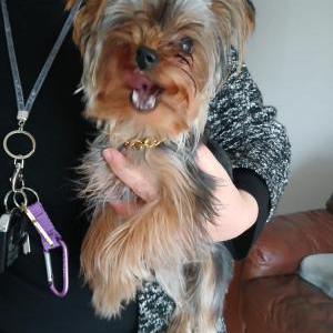 Found Dog Unknown