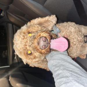 Found Dog Unknown