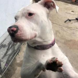 Lost Dog Pork Chop