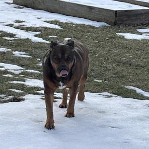 Found Dog Unknown