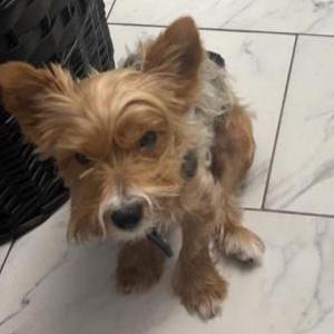Lost Dog Bentley