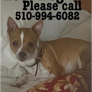 Lost Dog Bella