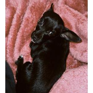 Lost Dog negra