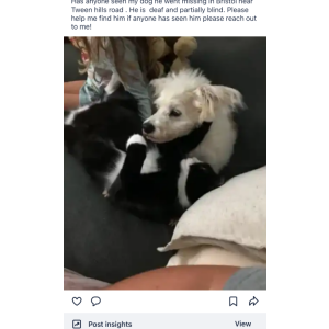 Image of Kingston, Lost Dog