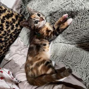 Image of Chiquis, Lost Cat