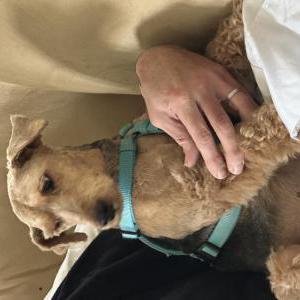 Image of Missy, Lost Dog