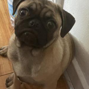 Lost Dog Cooper