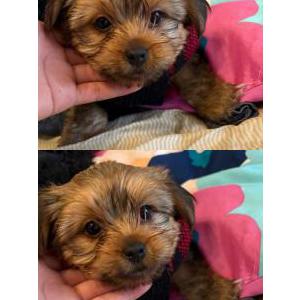 Lost Dog Jersey
