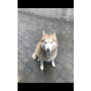 Lost Dog Luna