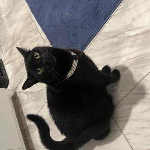Image of Morticia Montes, Lost Cat