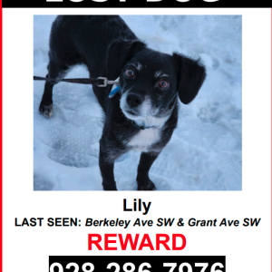 Image of Lily, Lost Dog