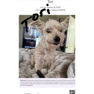 Lost Dog Tori