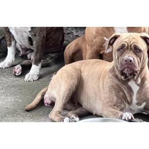 Lost Dog Gorda