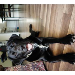Lost Dog Antonio