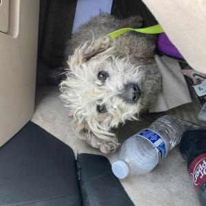 Found Dog Unknown