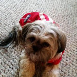 Image of Roxi, Lost Dog