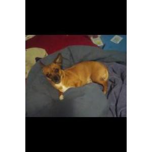 Image of Bella, Lost Dog