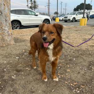 Lost Dog Henry