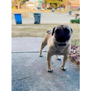 Lost Dog Sebastián