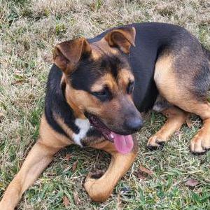 Found Dog Unknown