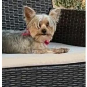 Lost Dog Luna
